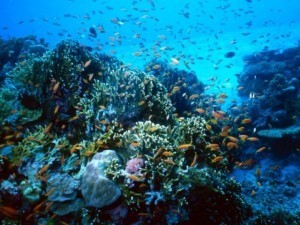 Snorkeling