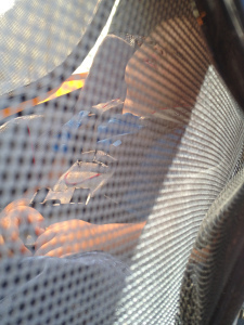 Aral Napping in behind the Bike