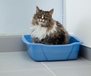 bladder_stones_in_cats