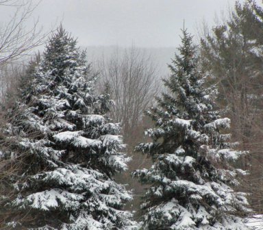 Trees