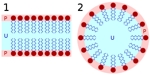 English: Lipid bilayer and micelle, from Nupedia.