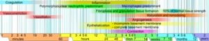 English: Phases of wound healing. Limits vary ...