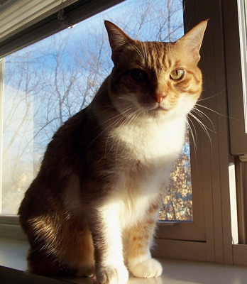 Marigold is also very pretty