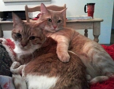 Marigold and Brutus