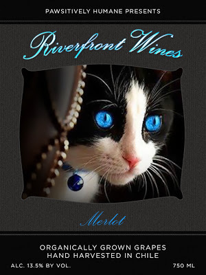 Merlot-Tuxie blue eyes