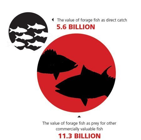 fish-infographic