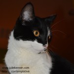 This is our youngest cat, Izzy. Again, using the