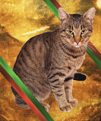 The Bad Christmas Kitty