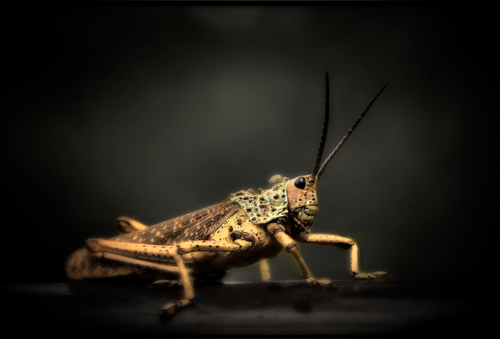 Grasshopper