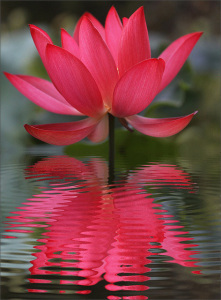 redlotus