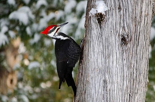 Pileated woodpecker