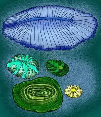 images