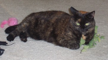 Amber catnip large