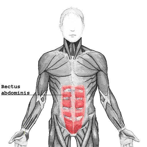 Rectus_abdominis