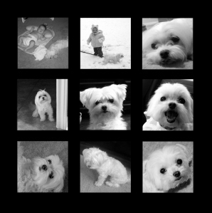 Dixie 9/19/00-12/17/13