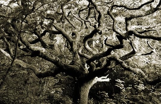 Wistman's Wood
