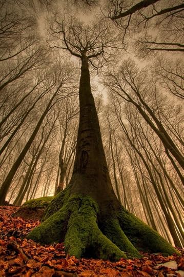 amazing trees