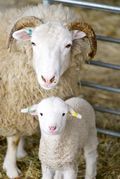 Sheep-and-lamb-at-wimpole-home-farm-cambridgeshire