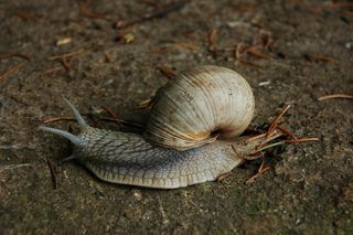 Snail