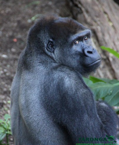 Kibali at Taronga Zoo. Photographed by Lisa Ridley.