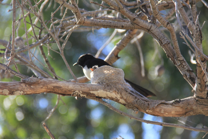 Willie Wagtail and baby by Sylvia Ross