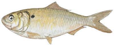 Atlantic menhaden