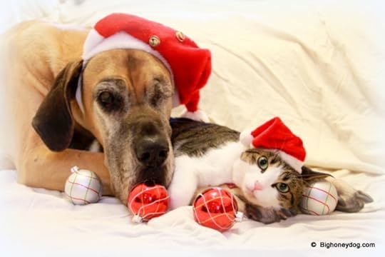 Honey+Muesli-SantaHats