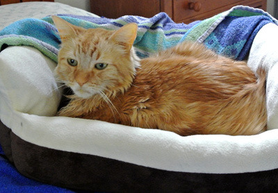 Poor Leo - he is very sick!