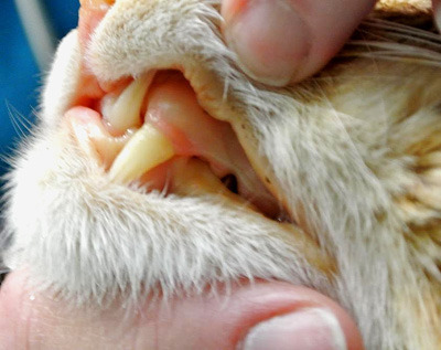 I hope your kitty's gums never look like this!