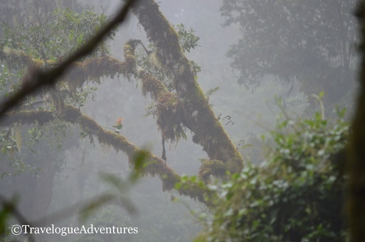 Los Quetzales Cloud Forest San Gerardo de Dota Costa Rica Picture