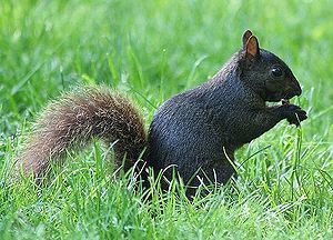 English: A Sciuridae Deutsch: Ein Hörnchen