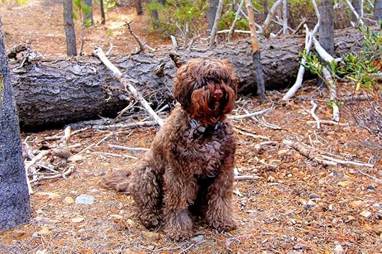 Dog - AFTER