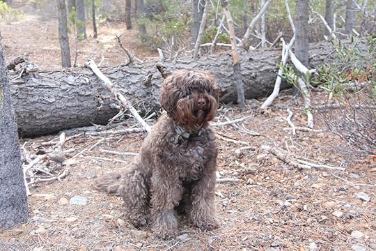 DOG - BEFORE
