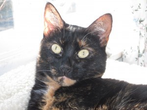 Allegra close up
