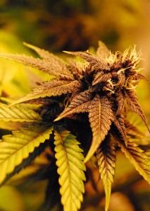 weed