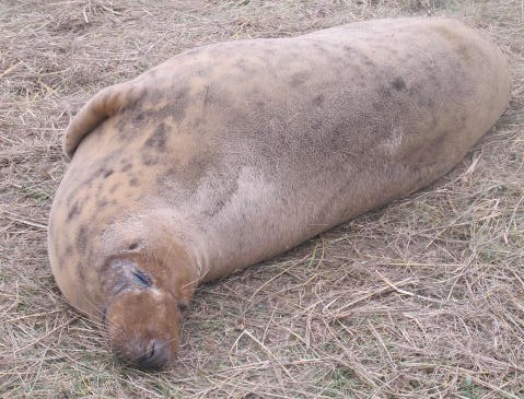 Female grey seal