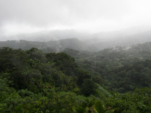 Tropical Rain Forest Peurto Rico