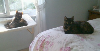 Labor_Day_cats