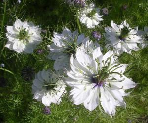 white-love-in-a-mist