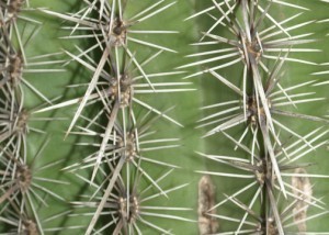Close-up of cactus plant