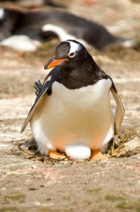 A Gentoo penguin with egg