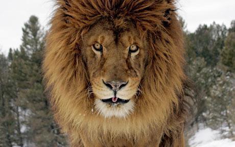 lion