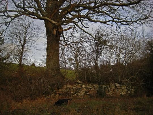 Tree, stone, and little black dog