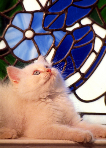 kitten with blue window