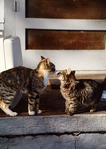 Nose to Nose cats