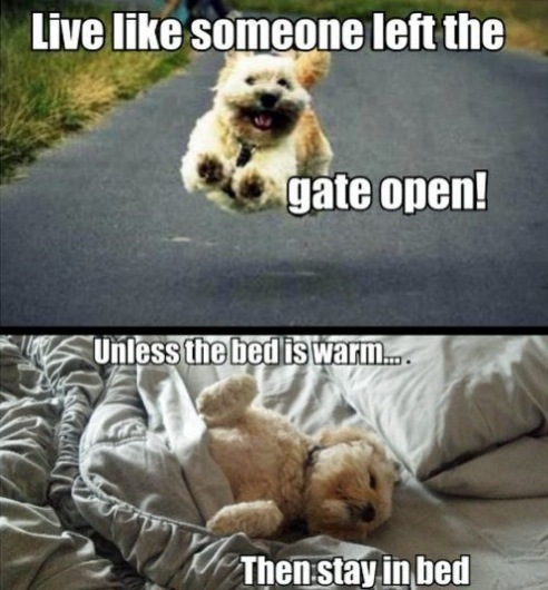 Happy-Pup-Fireball_Tim