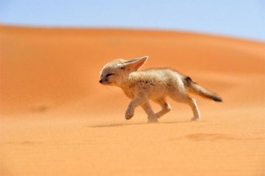 Best-of-the-National-Geographic-Fireball_Tim