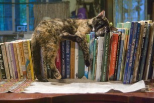 cat_with_books