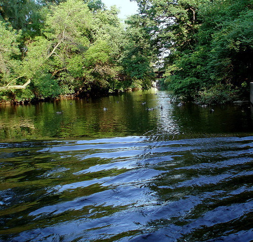 Hyla Brook