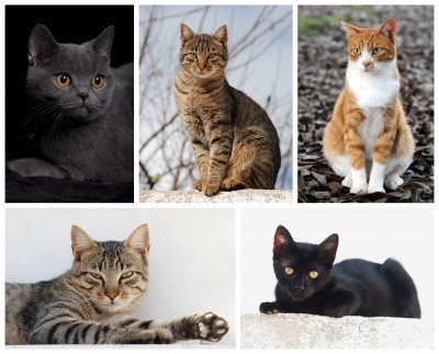 domestic cat